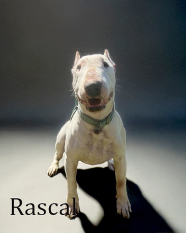 Rascal